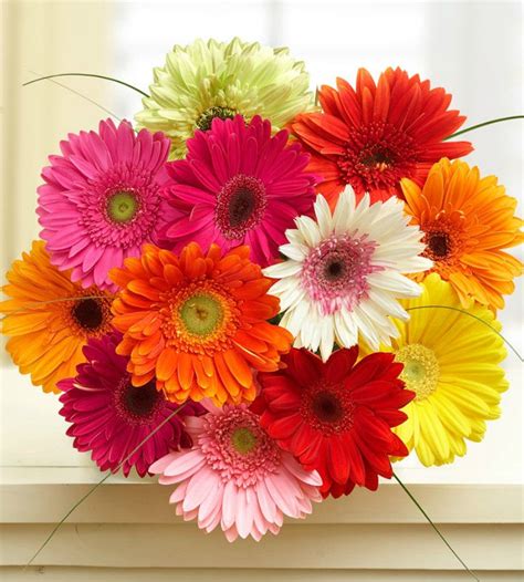 Colorful Gerbera Daisies, 12-24 Stems | Florists.com