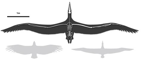 This Ancient Bird Had the Largest Wingspan Ever | Connecticut Public Radio