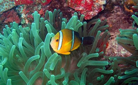 I am Beautiful , Kwajalein Diving | Island life, Marshall islands, Majuro