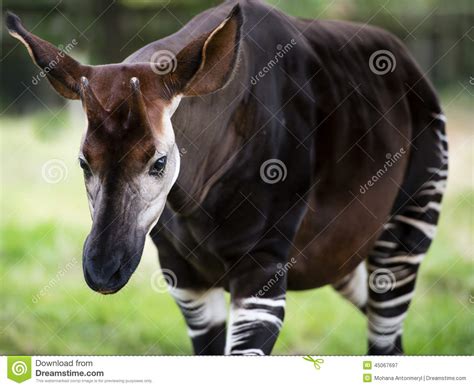 The Okapi Known As the Forest Giraffe or Zebra Giraffe Stock Image - Image of ituri, forest ...