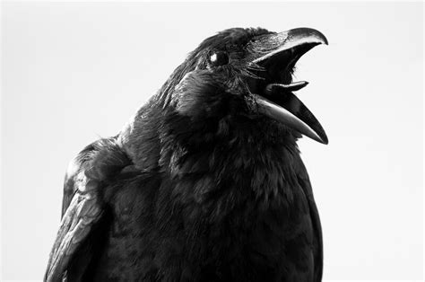 Understanding The Meaning Of Cawing Crows: A Simple Guide