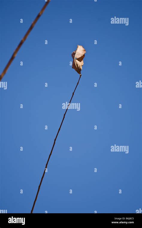 single fall leaf Stock Photo - Alamy