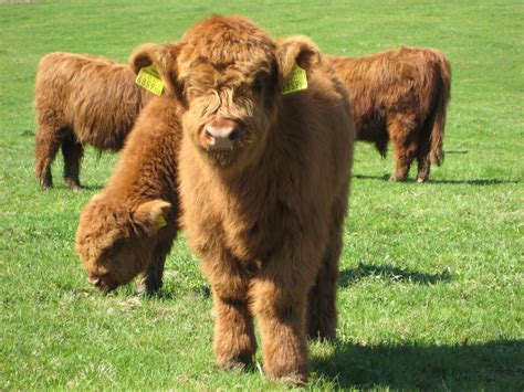 Bestand:Highland Cattle 4.jpg - Wikipedia