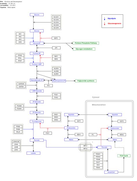 Glucose 6-phosphate - Wikipedia