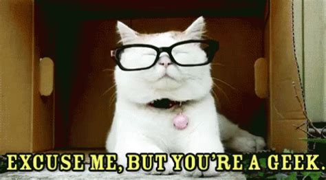 Excuse Me, But You'Re A Geek. GIF - Geek Cat Nerd Glasses - Discover & Share GIFs