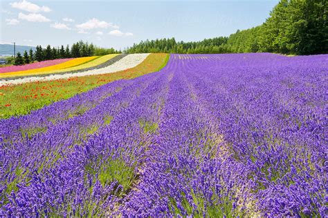 "Lavender Field With Multicolor Flowers" by Stocksy Contributor "Lawren ...