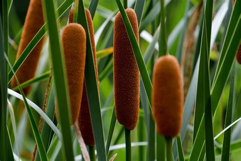 The Many Uses For Wild, Edible Cattails - Farmers' Almanac - Plan Your ...