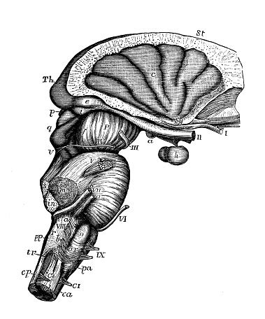 Antique Illustration Of Human Body Anatomy Nervous System Pons Varolii ...