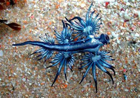 Glaucus (gastropod) - Alchetron, The Free Social Encyclopedia