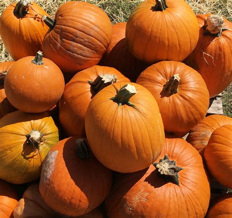 Planting pumpkins for prime harvesting in the fall