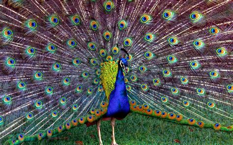 Download Animal Peacock HD Wallpaper