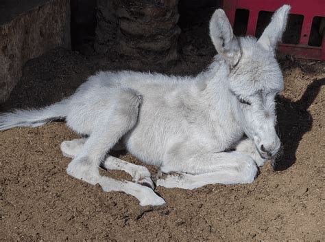 The Adorable Life of Baby Donkeys - 7 Fascinating Facts - Animal Corner