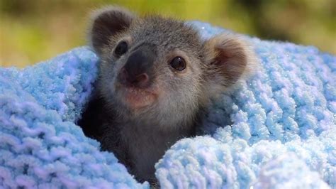 Baby Koala : Zoo Pappelt Koala Baby Auf : See more ideas about baby koala, koalas, koala ...