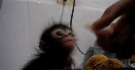 Monkey GIFs - Get the best GIF on GIPHY