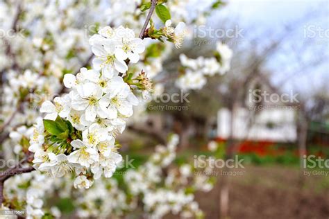 Pohon Berbunga Foto Stok - Unduh Gambar Sekarang - Alam, Bertaman, Biru - iStock