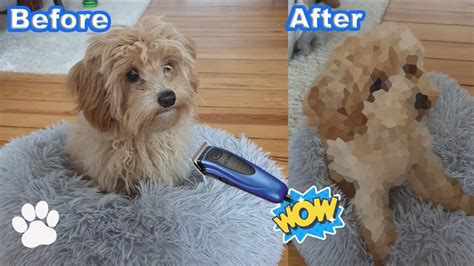 Maltipoo Puppy's First Haircut! - Dog Grooming - YouTube