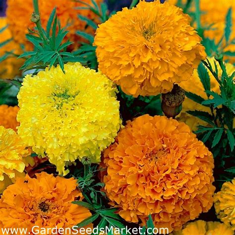 Mexican marigold - tall varieties' mix; Aztec marigold – Garden Seeds Market | Free shipping