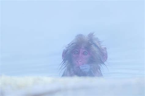 Portrait of Snow monkey - Japanese Macaque Baby Photograph by Kiran Joshi - Fine Art America