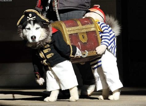 Best Large Dog Halloween Costumes | Costumes Ideas