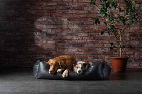 Our Top 10 Best Waterproof Dog Beds - Veterinarians.org