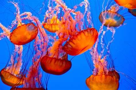 Do Jellyfish Have Brains? How Do They Function Without A Heart Or Brain?