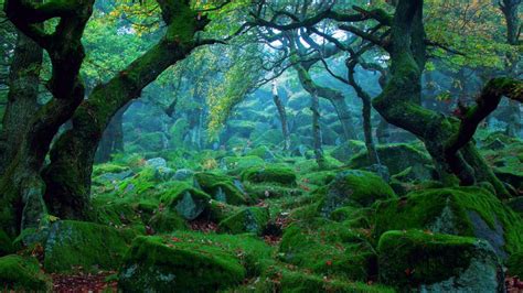 Forest Moss wallpaper - backiee