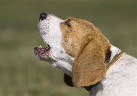 Stop Dog Barking Next Door | Dog Training Nation