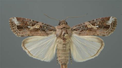 Invasive moth alert: Keep an eye out for destructive pest | Daily Telegraph