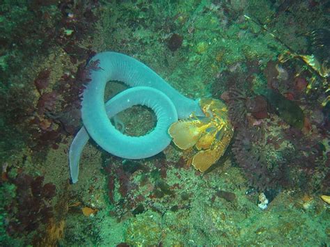 Hagfish l Remarkable Living Fossil - Our Breathing Planet