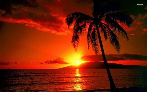 Sunset hawaii beach wallpaper | 1680x1050 | #32147