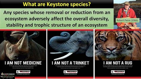 Keystone species definition with examples | Keystone species, Species, Species definition