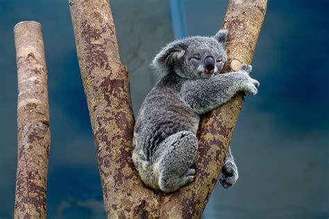 Koala bear HD wallpaper | Wallpaper Flare