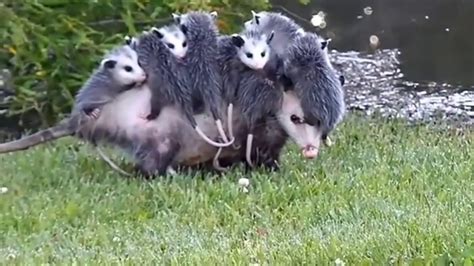 CUTE- Mommy Opossum Carrying her Babies - YouTube