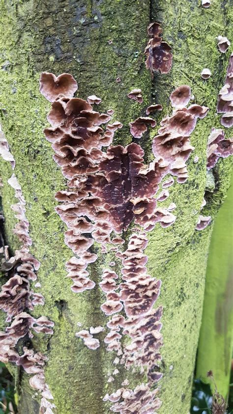 Tree fungus identification — BBC Gardeners' World Magazine