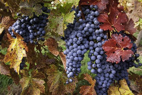 Cabernet Sauvignon grapes [1600x1068] : r/BotanicalPorn