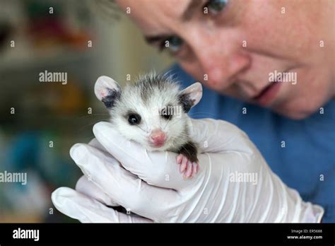 Possum baby hi-res stock photography and images - Alamy