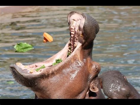 Hippo Feeding - Baby Hippopotamus - ABQ Zoo Bio Park Albuquerque, NM - YouTube