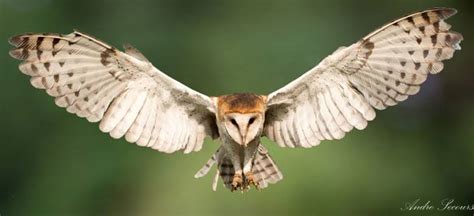 38+ Photos Of Birds Caught In The Act... Of Flying! Blog - ViewBug.com