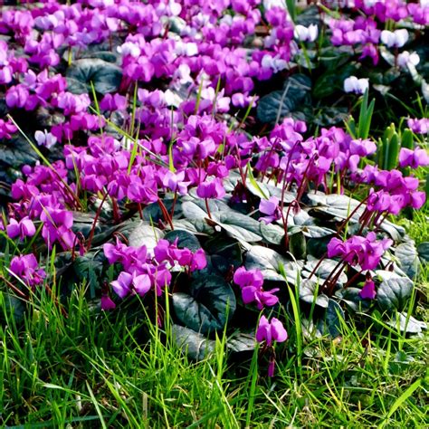 Cyclamen ‘Coum’ – PRE-ORDER DISPATCHED MID-SEPTEMBER ONWARDS - Woodland Bulbs