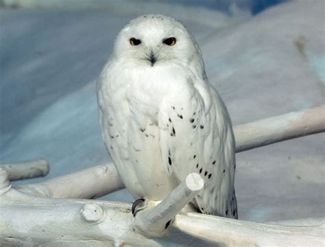 9 best Snowy Owl images on Pinterest | Snowy owl, Owl pictures and Owls