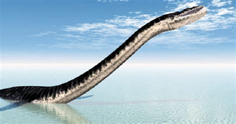 10 Sensational Sea Serpent Sightings - Listverse