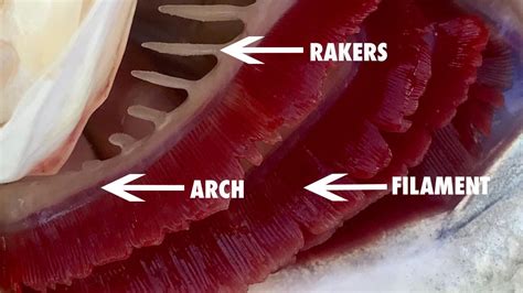 Labelled Diagram Of A Fish Gill