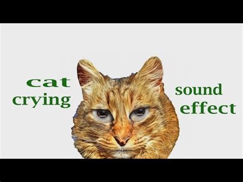 What Does A Cat Crying Sound Like