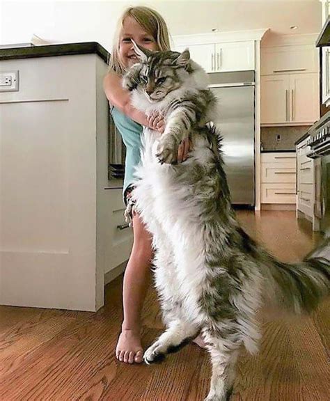 Maine Coon Size Comparison To Others: Why Are They So Big!