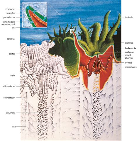 Coral Reef Diagram Labeled