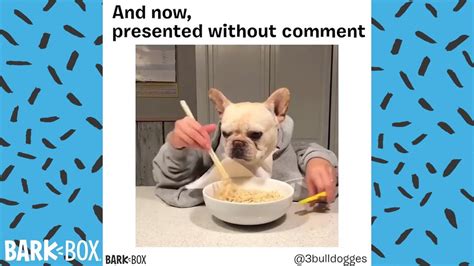 Funny Dog Memes Clean / Funny dog meme compilation barkbox.