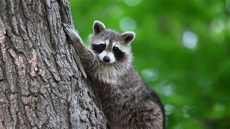 How To Keep Raccoon Out Of Garden | Storables