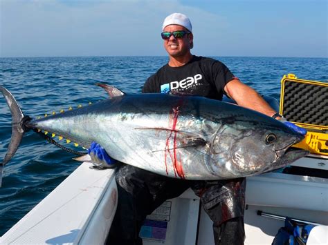 Giant Bluefin Tuna