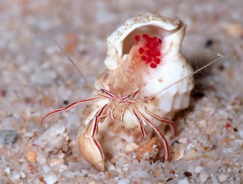 Meet the candy striped hermit crab, a new Caribbean species | Smithsonian Insider