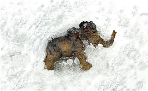 Mammoth, Mammoth Frozen In The Ice. Stock Image - Image of period, change: 28431261